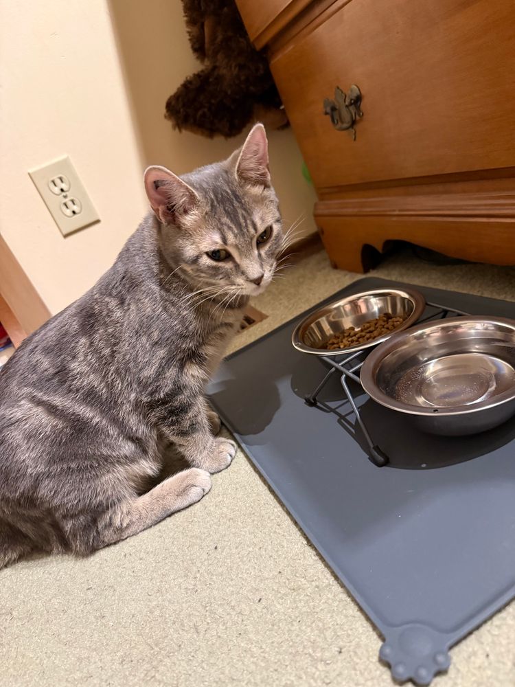 A 5 month old kitten named Loki stopping for a small snack from his cat food bowl. 