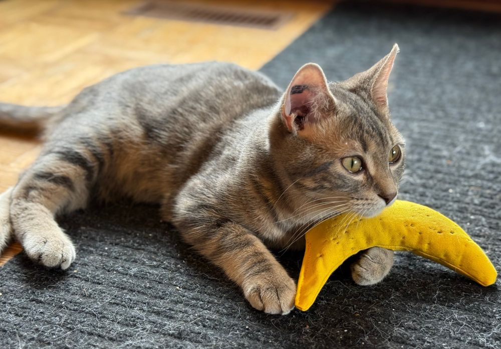 A tan and grey tabby named Loki hugging a catnip filled banana toy on a grey carpet.