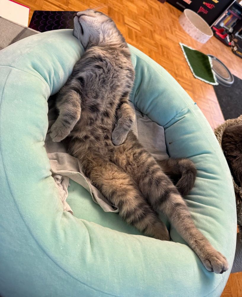 Loki, a brown and grey tabby sleeping in a cat bed.