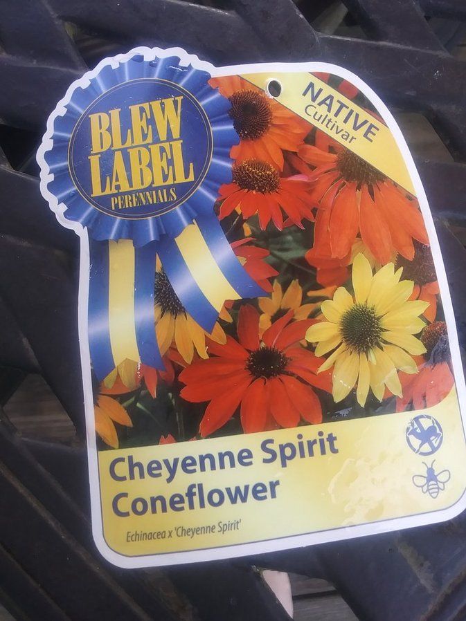 Tag for a Cheyenne Spirit Coneflower. The brand is Blew Label. What?