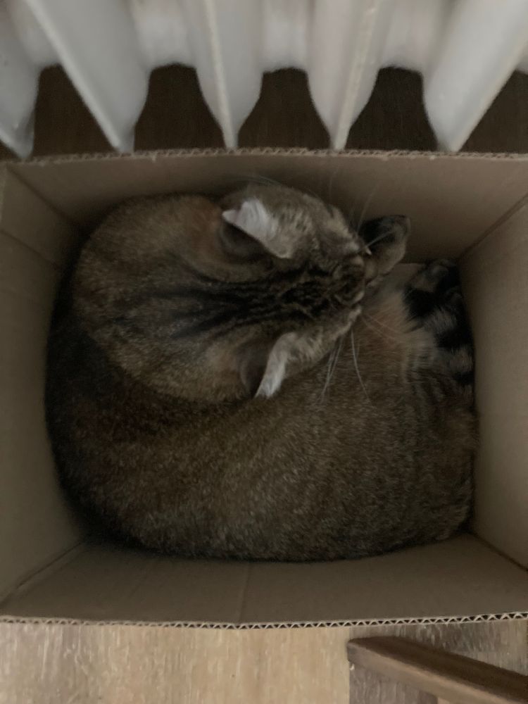 A photo from above of a large tabby cat in a small cardboard box