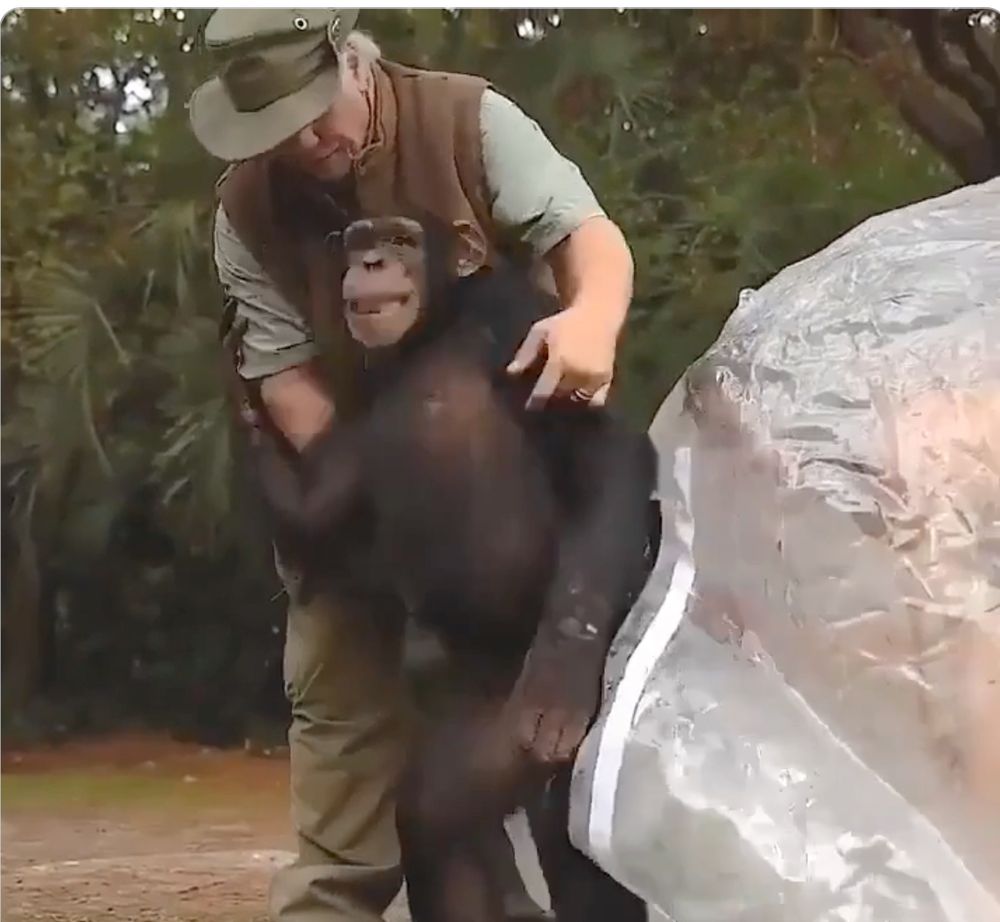 Still from the end of the posted video, in which the chimp is grinning after its time in the bubble