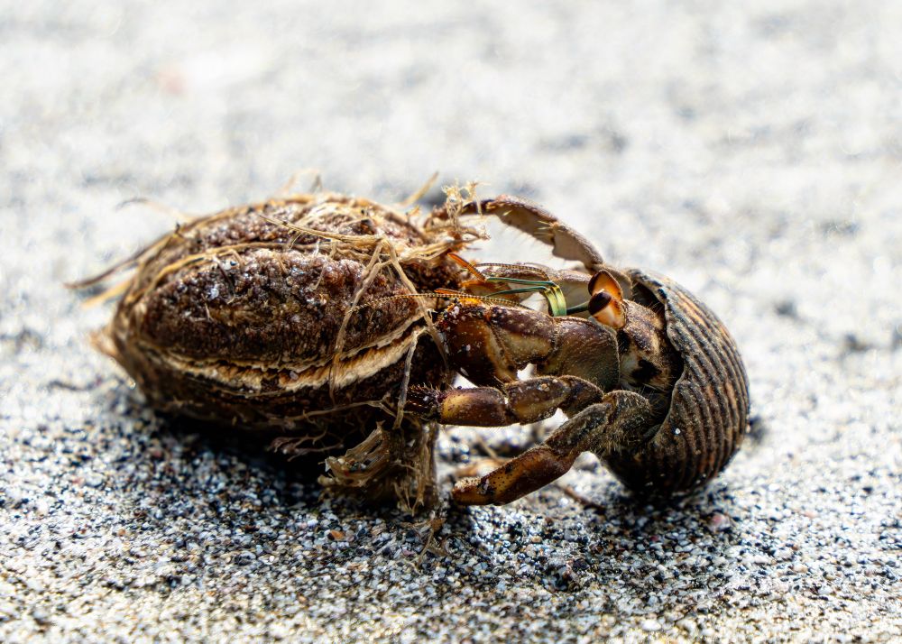 A hermit crab inspects some sort of seed pod.  