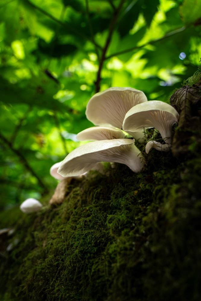 White mushrooms on a downed log under a green sunlit canopy