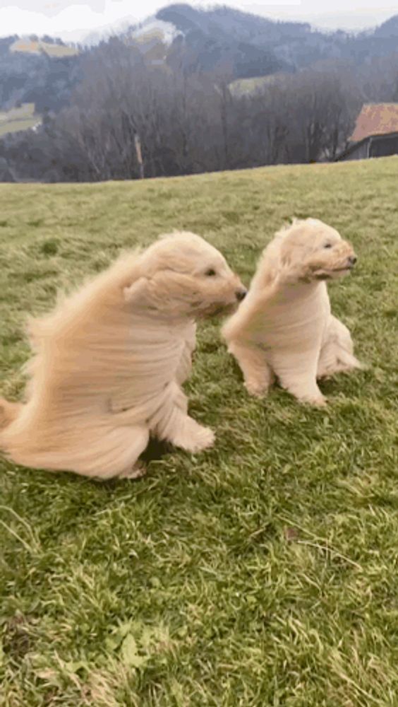 two puppies are playing in a field with mountains in the background