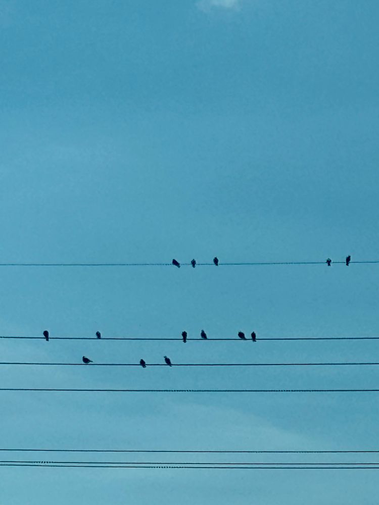 fourteen birds on power lines