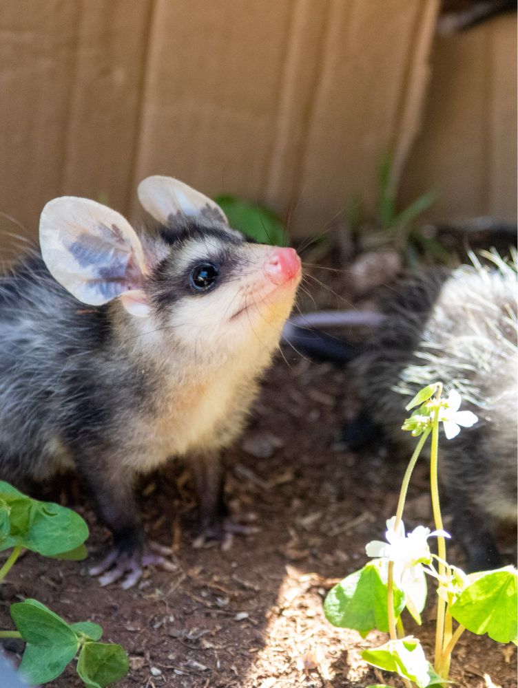 A little opossum with very big ears, looking up