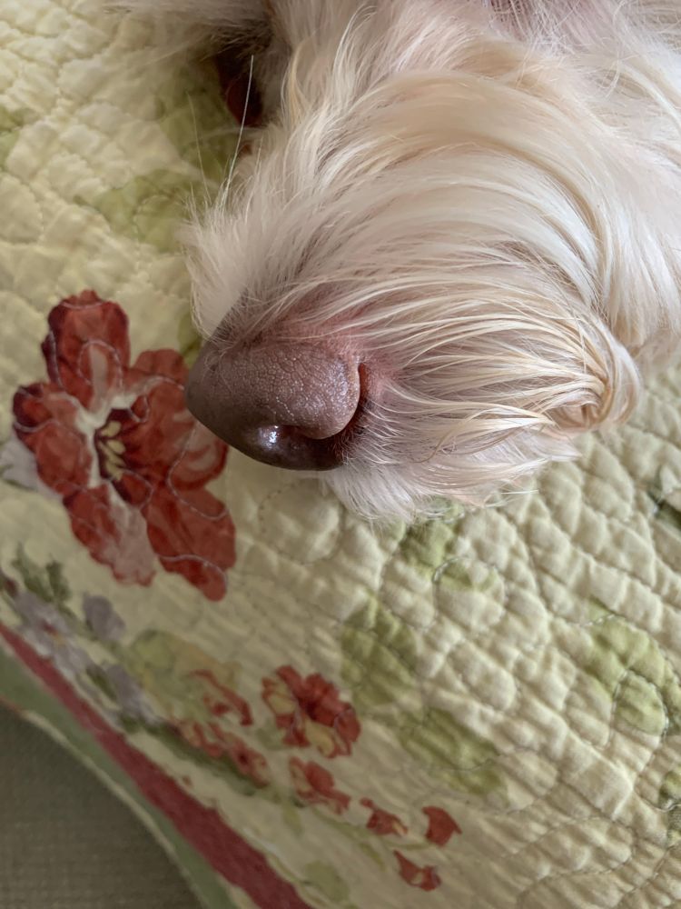 Closeup of the nose of a yellow labradoodle 