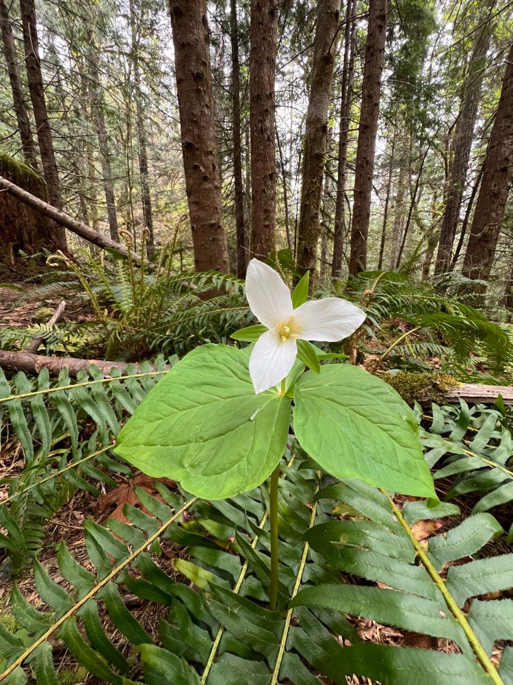 A singular blooming Trillium flower