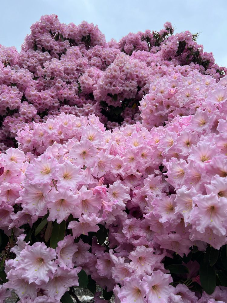 A massive blooming rhododendron 