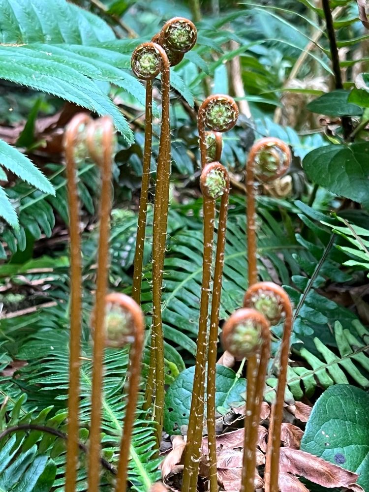 Towering fiddle leaf ferns