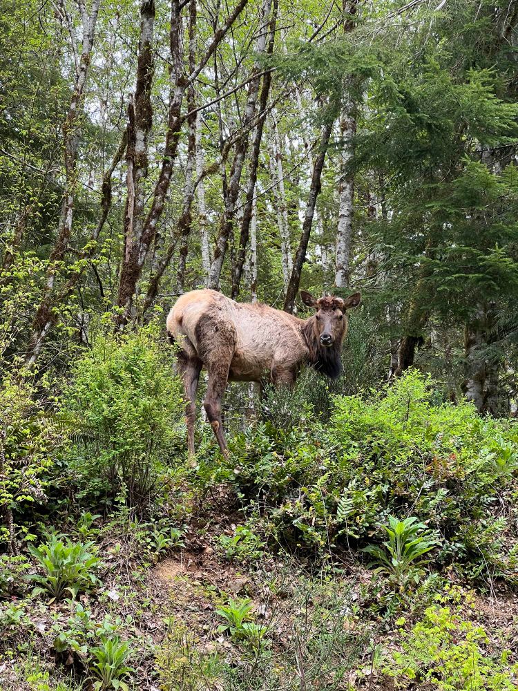 A Roosevelt Elk standing in the forest