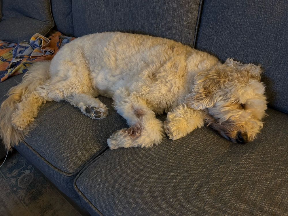 White goldendoodle sleeping hard on a blue couch 