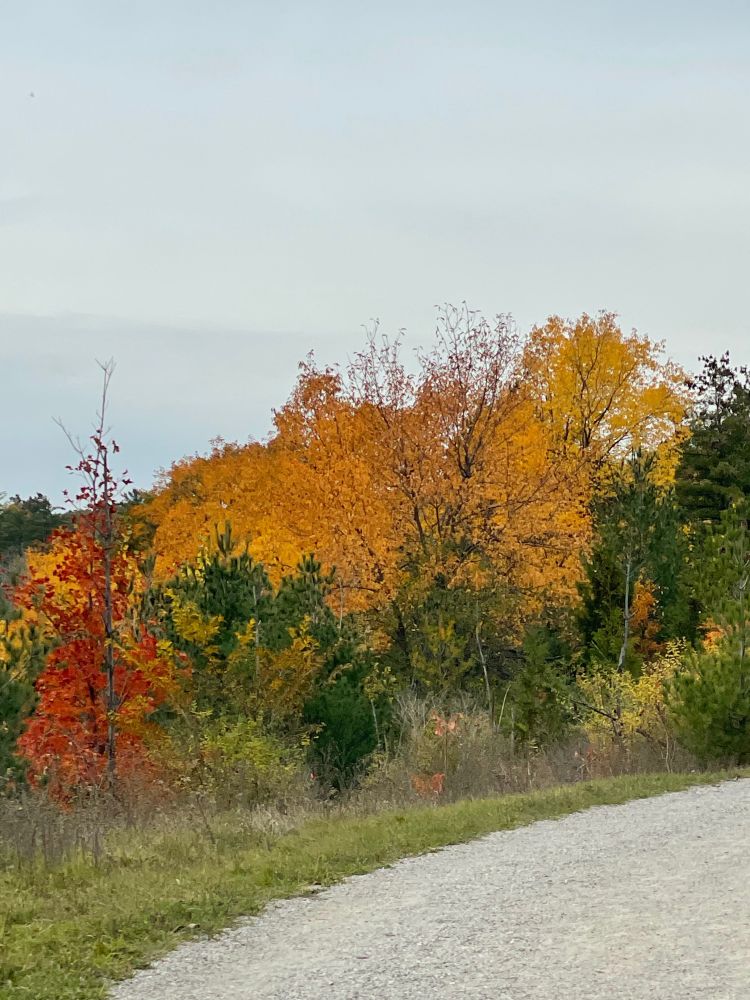 fall trees in Ontario