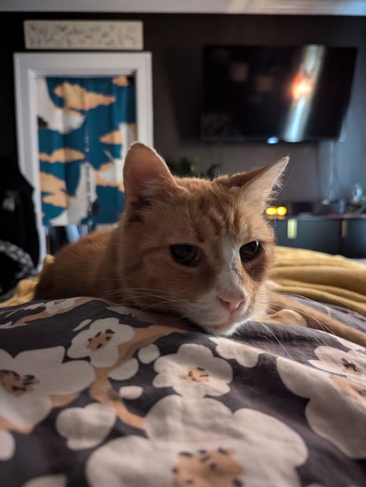 An orange cat with a white nose is laying on a person's chest, facing the camera.