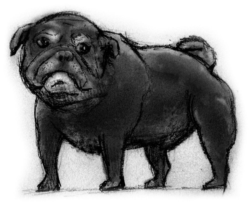 Black and white drawing of a black pug dog, the gray on his face showing his age. He looks muscular and tough, but is a sweetie pie.