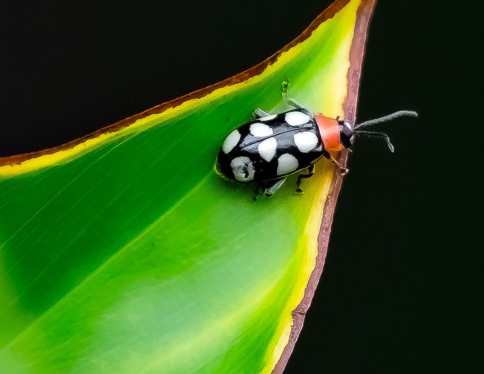Black beetle with large white spots on wings, orange thorax, black head and antennae on a bright green leaf that has a yellow and tan edge.