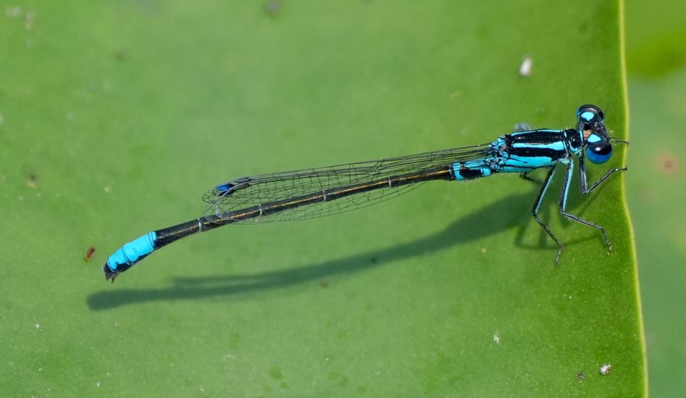 Black Damselfly w/ brilliant turquoise markings on thorax, tail, legs and head. Widespread eyes are black, deep blue and turquoise. Against a green Lilypad leaf. 