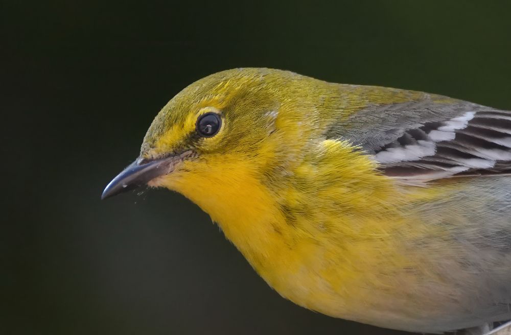 A Pine Warbler looking at you. A small yellow bird with gray and white wings, yellow eye ring, keen little black eye. Seen from the side in a head shot, looking into the camera.