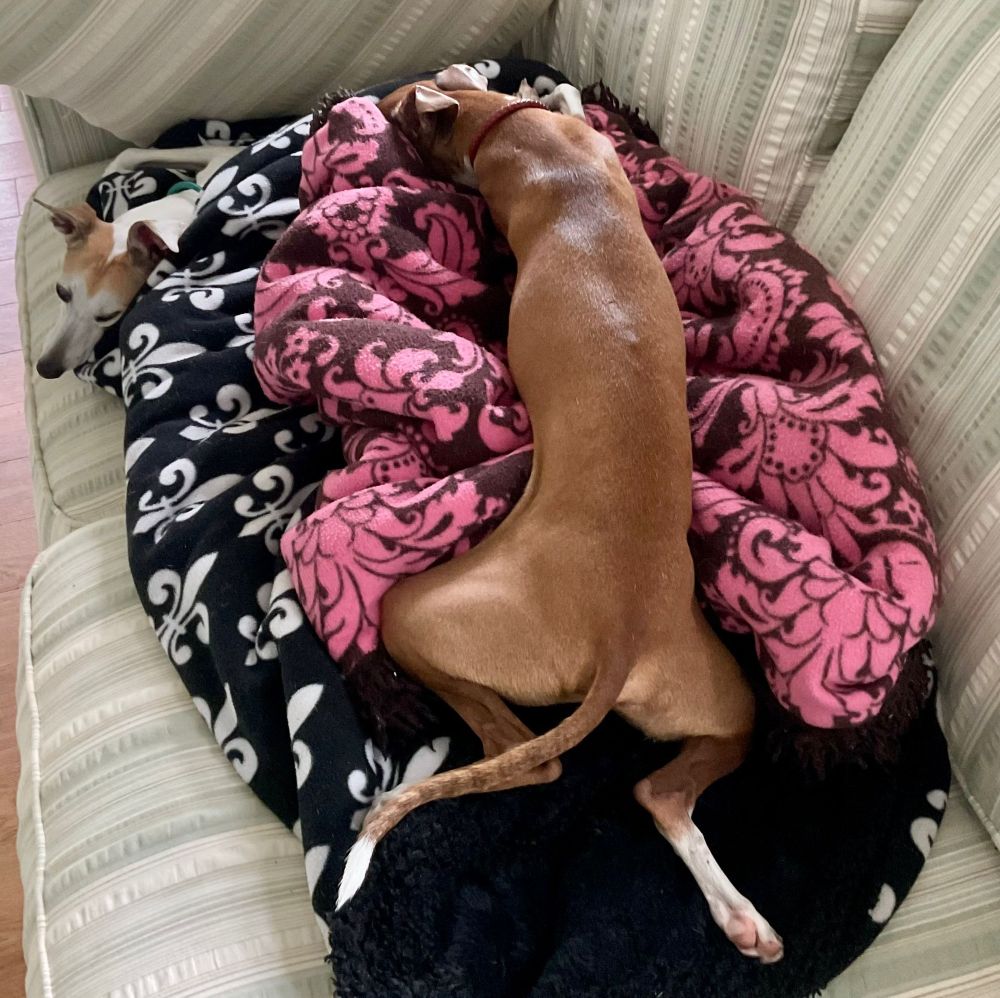 Fawn and white Italian Greyhound splooting on a bunch of blankets