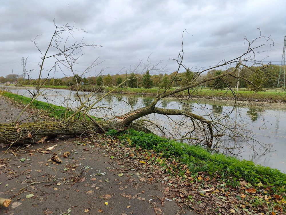 Omgevallen boom naast de vaart