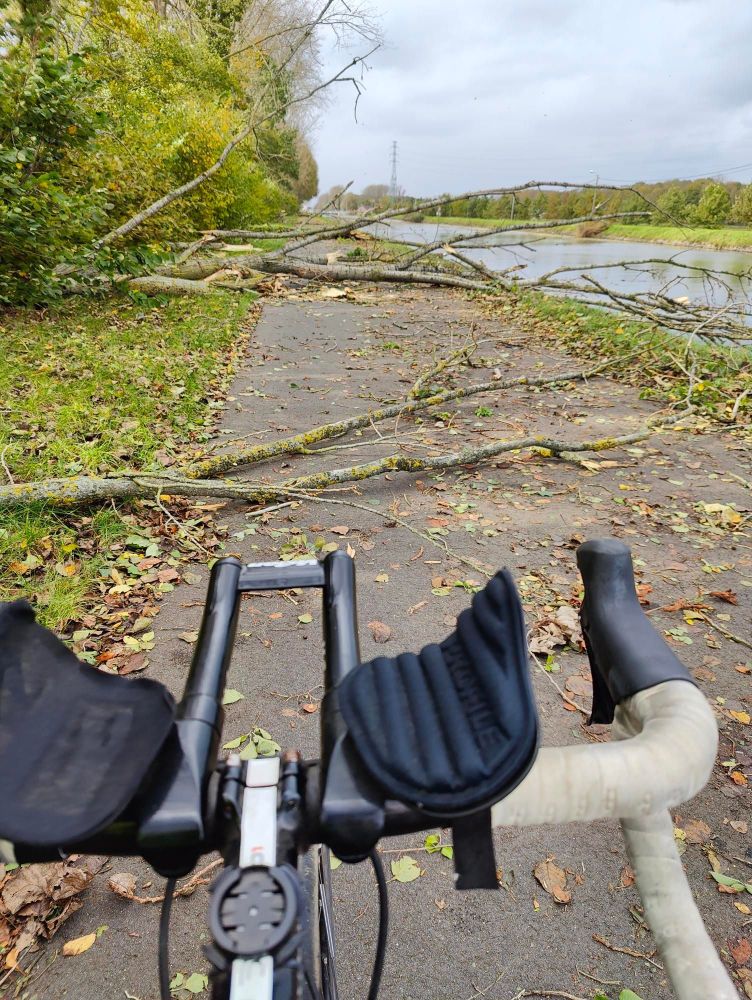 Koersfiets voor omgevallen boom naast de vaart