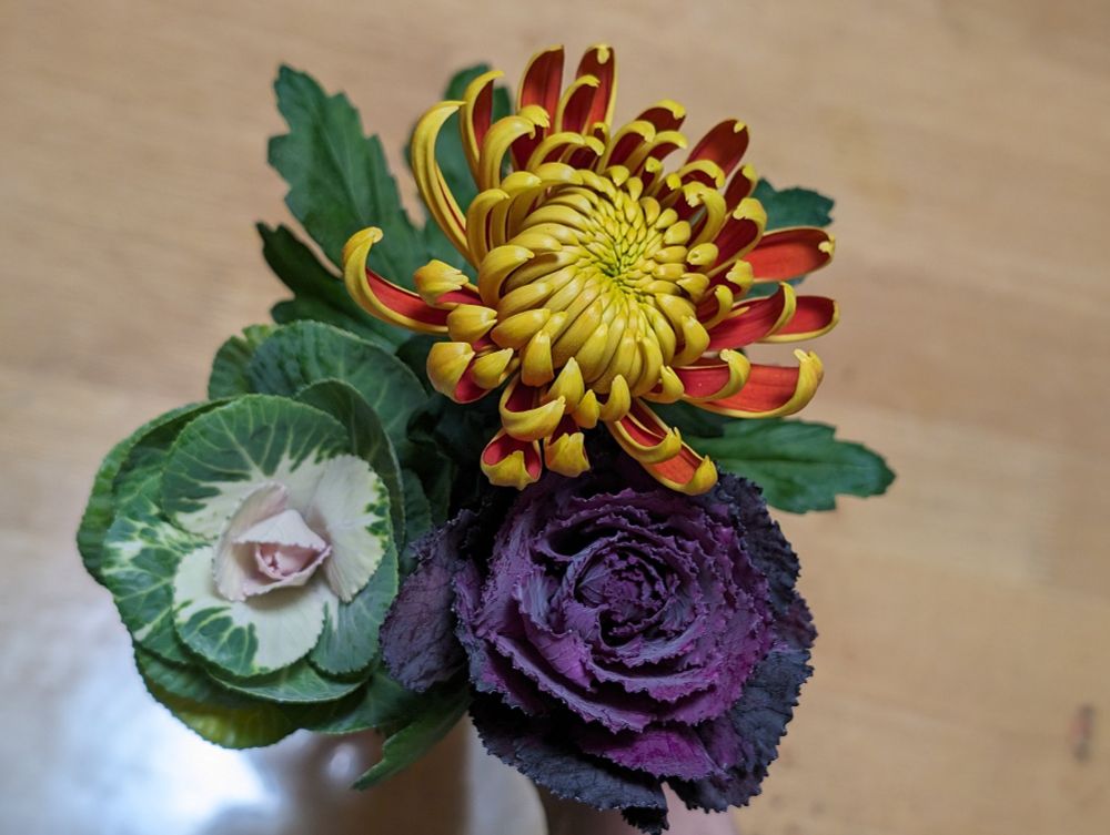 菊、紅白の葉ぼたん