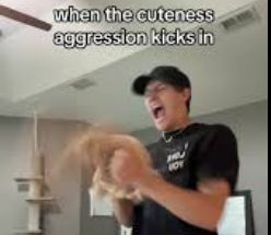 Image saying "when the cuteness aggression kicks in" with a picture of a man shaking an animal