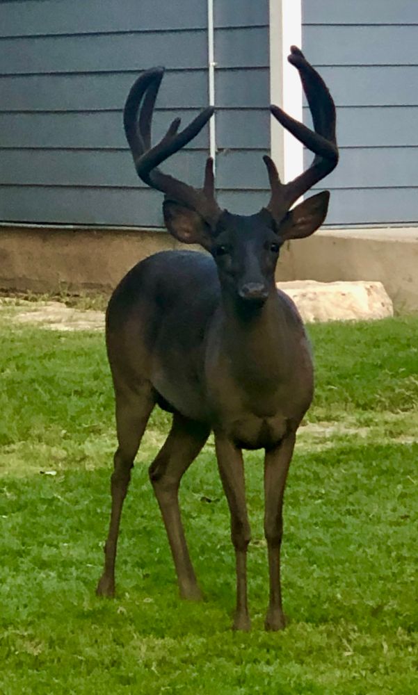 Black deer