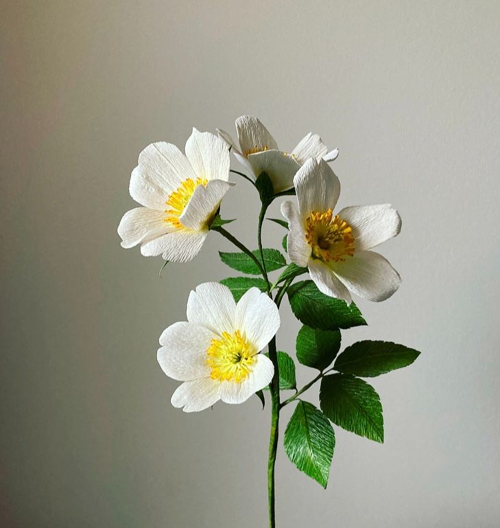 White wild roses.