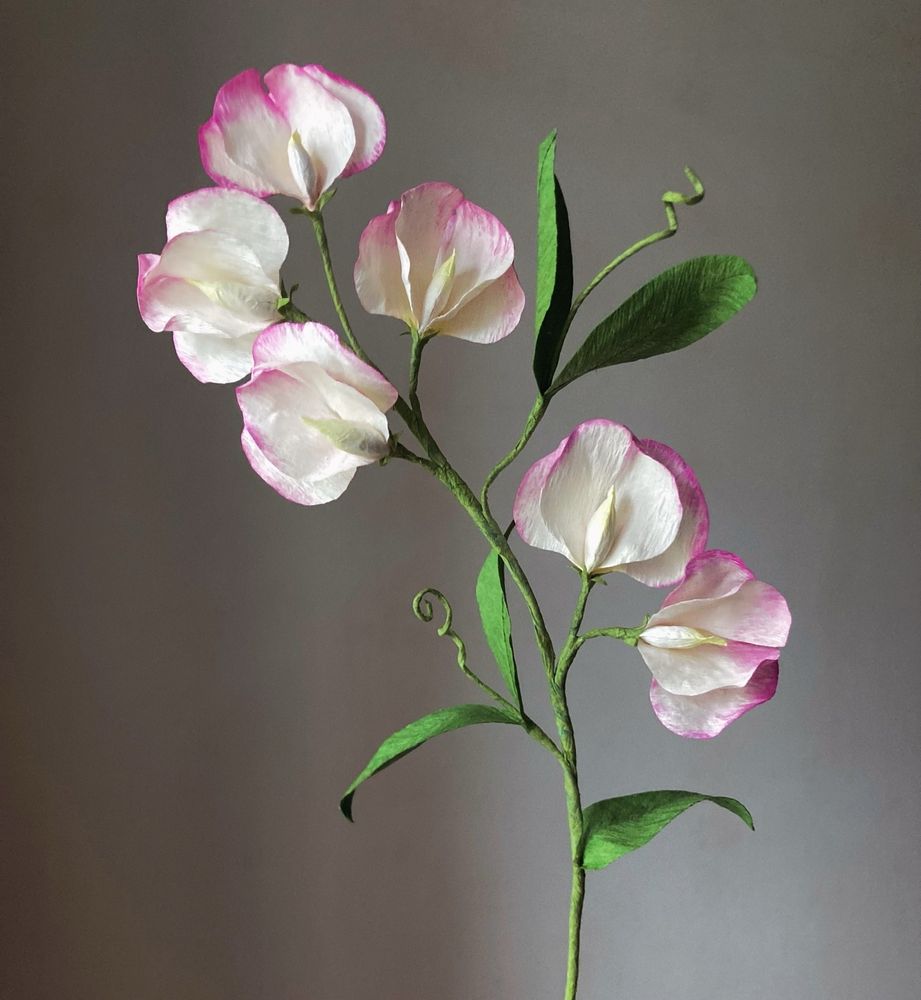 Pink and white sweet peas.
