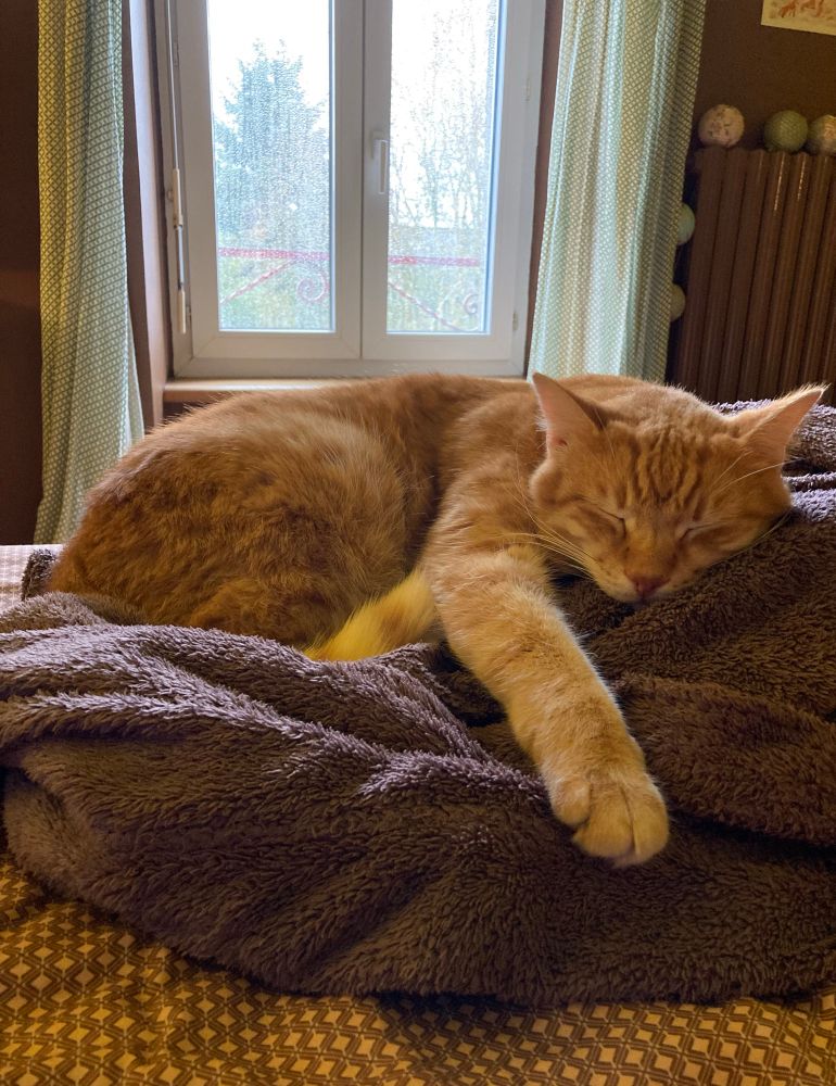 Chat roux qui dort sur un peignoir violet. Au second plan on voit une fenêtre et la pluie.