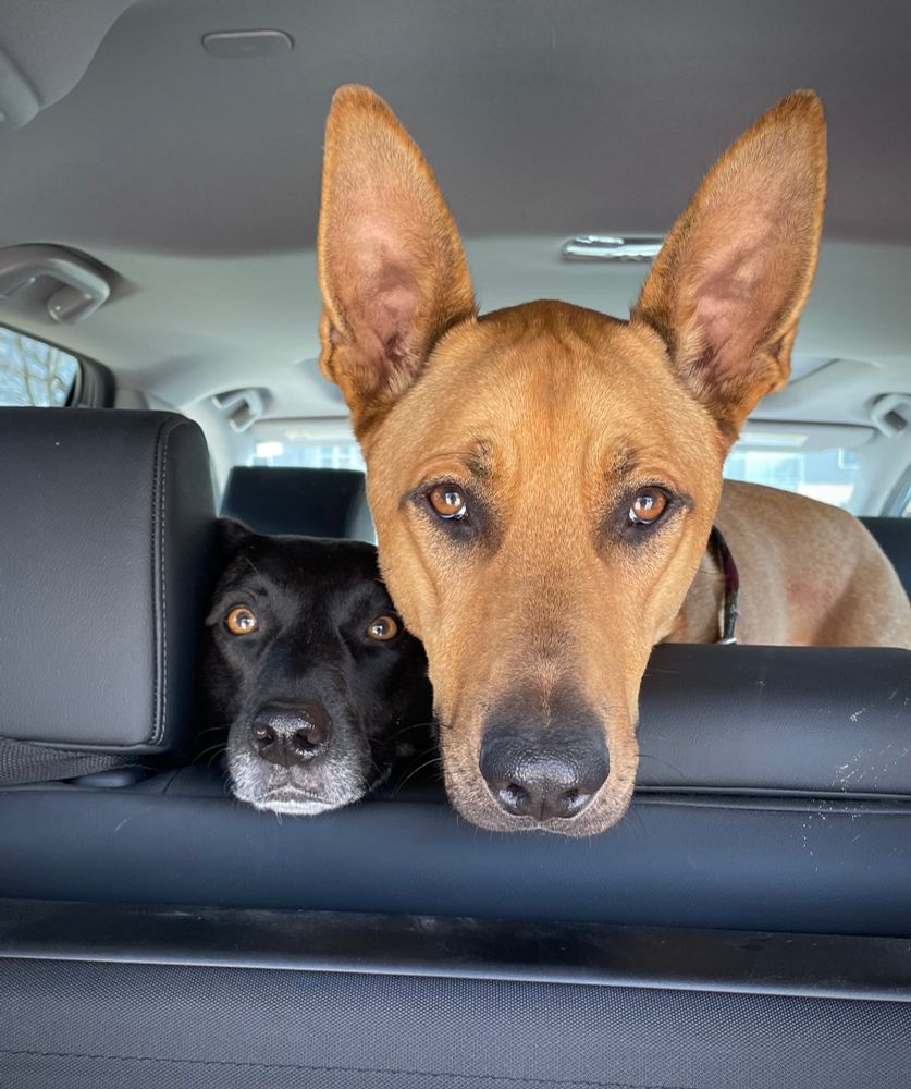 Two dogs intently looking at the camera while resting their heads on the rear passenger seat of a vehicle.  Yes, they’re beautiful!