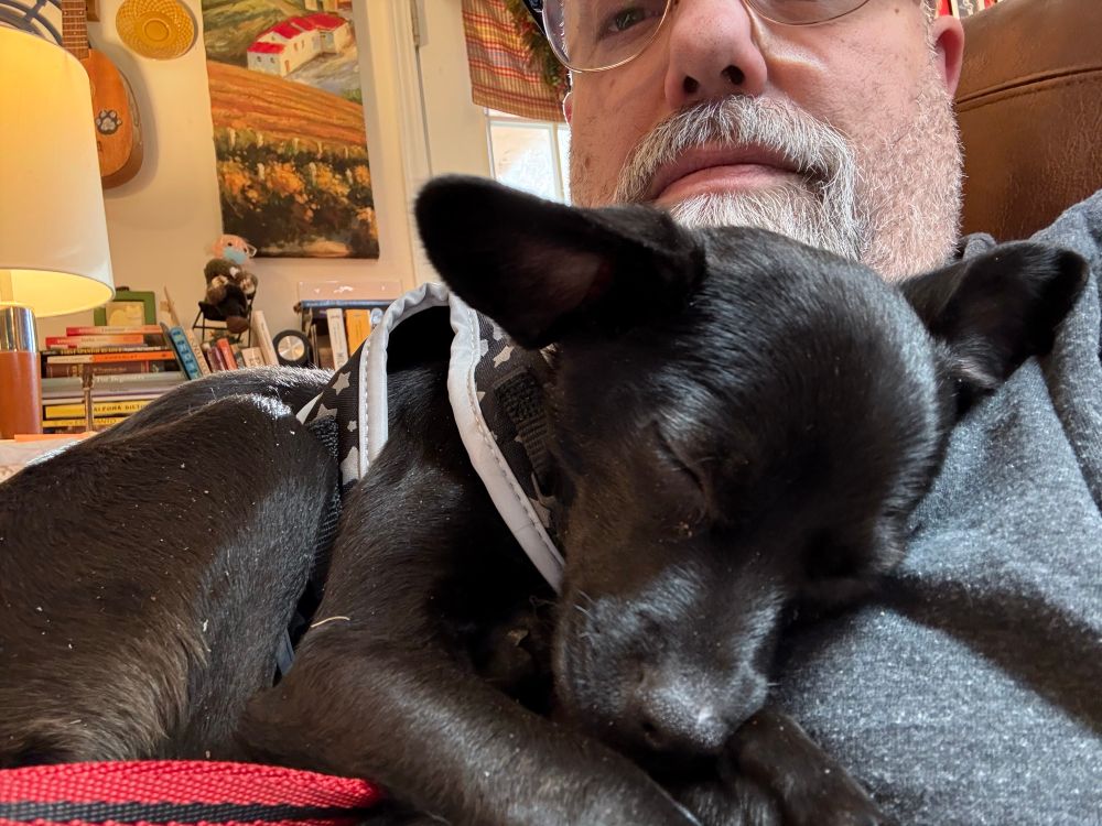 An adorable black chihuahua, snoozing. 