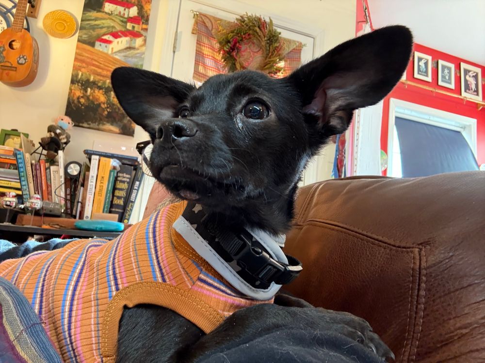 My dog in a cute little shirt with his enormous ears. 