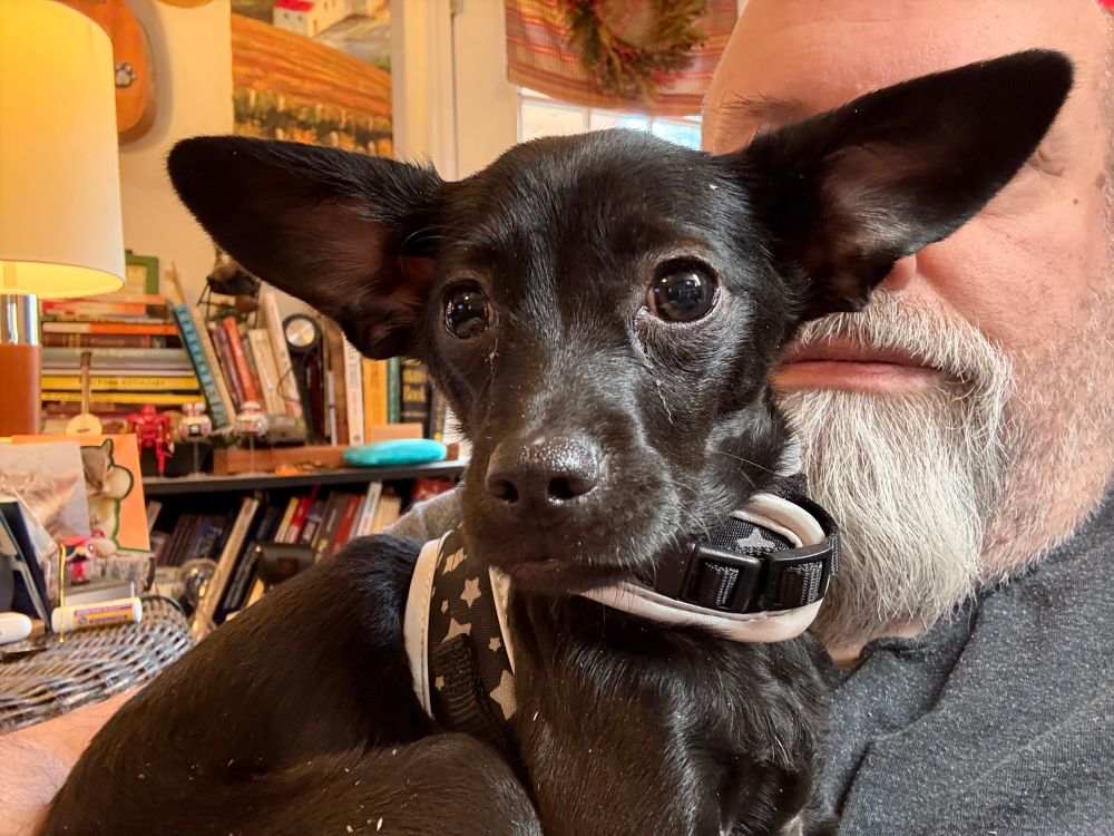 An adorable black chihuahua. 