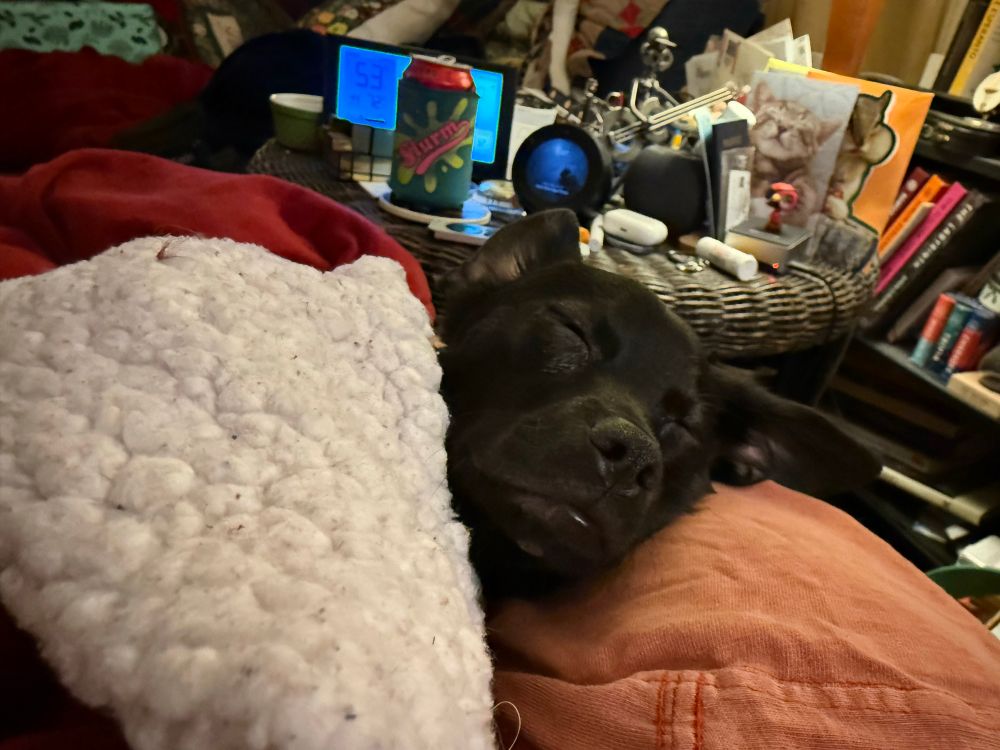 Sleepy black chihuahua. 