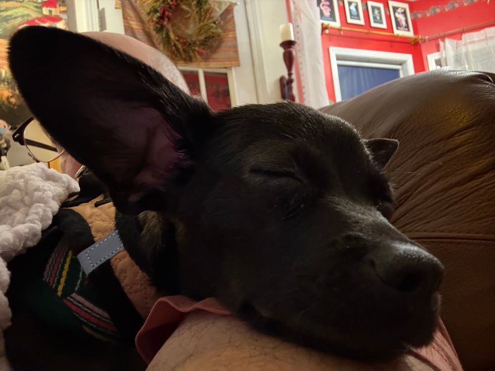 Sleepy black chihuahua. 