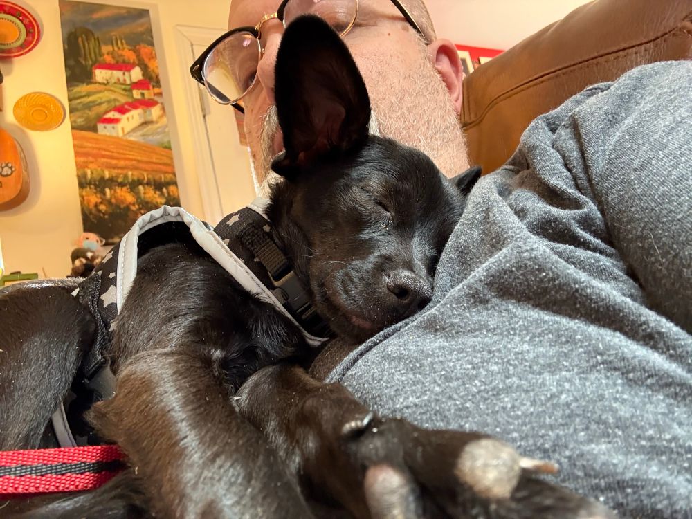 An adorable black chihuahua, snoozing. 