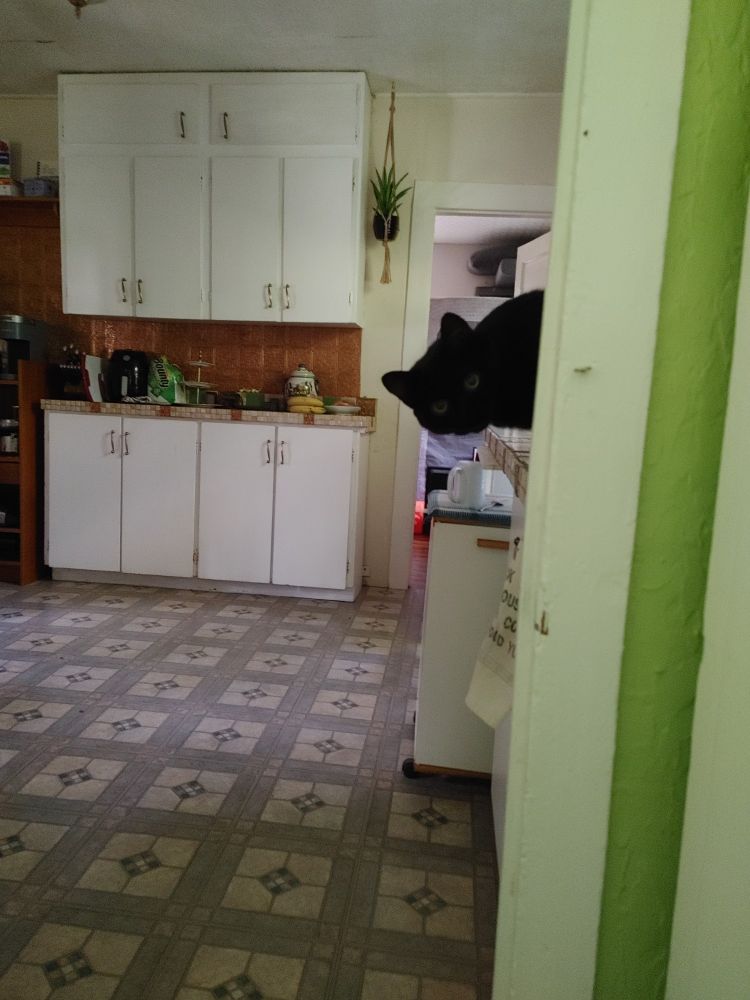 #cat