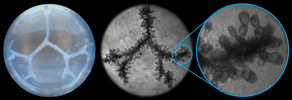 Frontier Bio's lab-grown lung tissue - a new way for future transplants and respiratory treatments - 3D Printing Industry