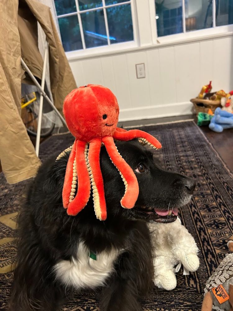 a black and white dog laying down and looking to the right, with a red stuffed octopus toy perched on her head