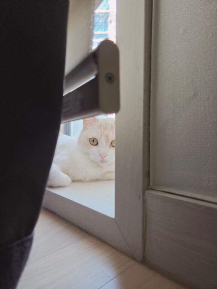 크림빛 고양이가 누워 정면을 바라보고 있다