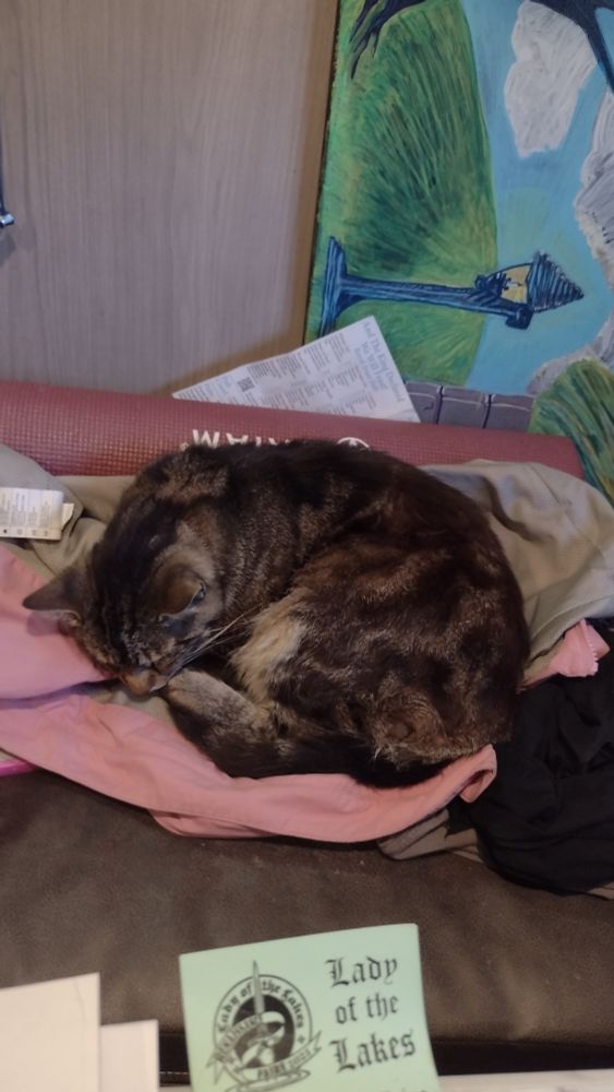 Grey cat with black stripes laying on a pink jacket, some clothing, and a yoga mat. 
