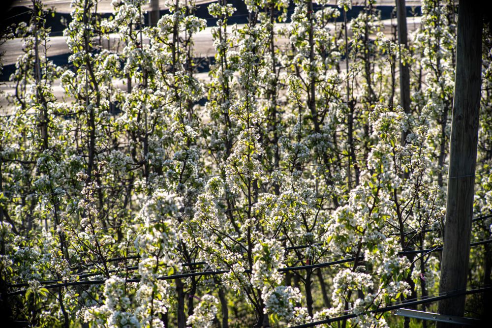 Apfelbäume mit weißen Blüten in einem Obstgarten, gestützt von Holzpfosten und Drähten.