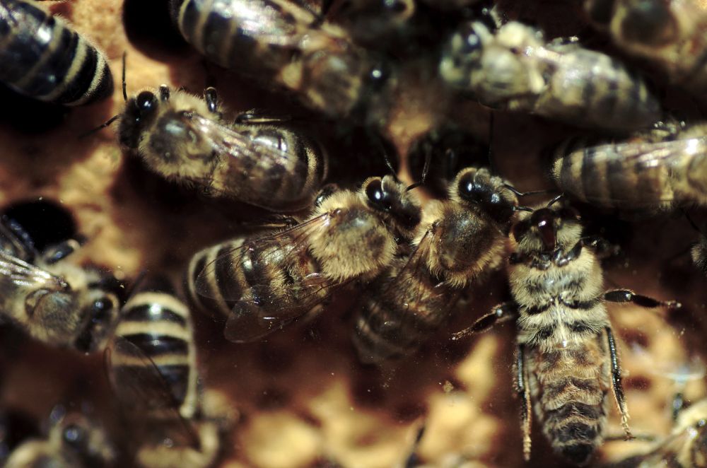 Blick in eine Bienen Beute, es sind mehrere Bienen auf einer Wabe zu sehen.