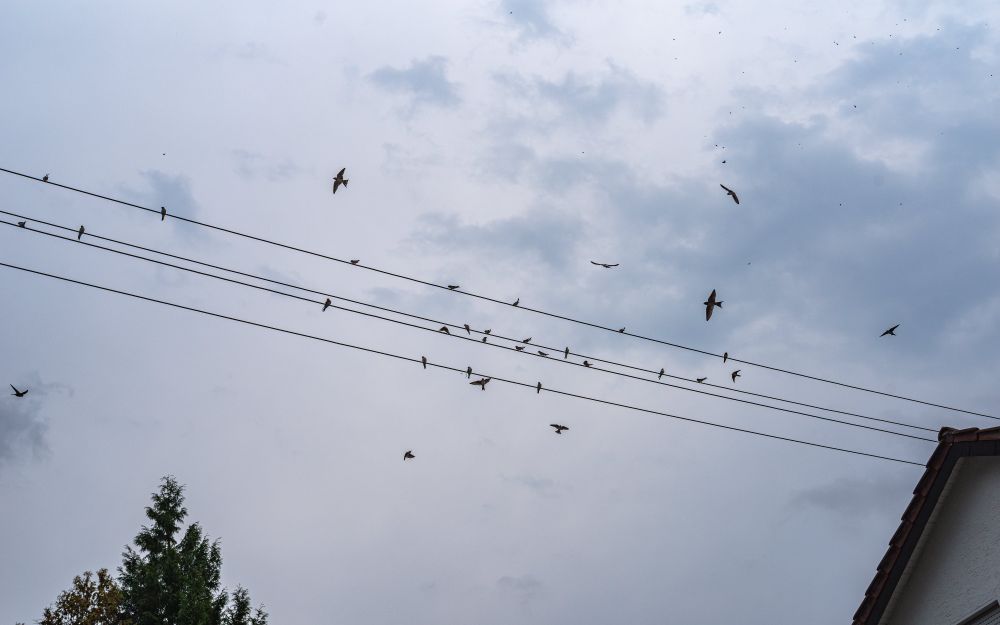 Auf dem Stromkabel zwischen Häusern sitzen viele Mehlschwalben, auch hoch am Himmel sind welche zu sehen.