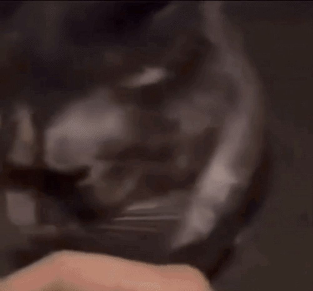 a close up of a cat 's face with a blurred background .