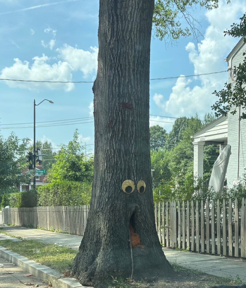 A tree is pictured through the front windshield of a car. At the base of the tree is a nook which has been filled with some form of foam. Above the nook are two giant googly eyes. The overall effect is of a cartoon character with a state of surprise and shock. 