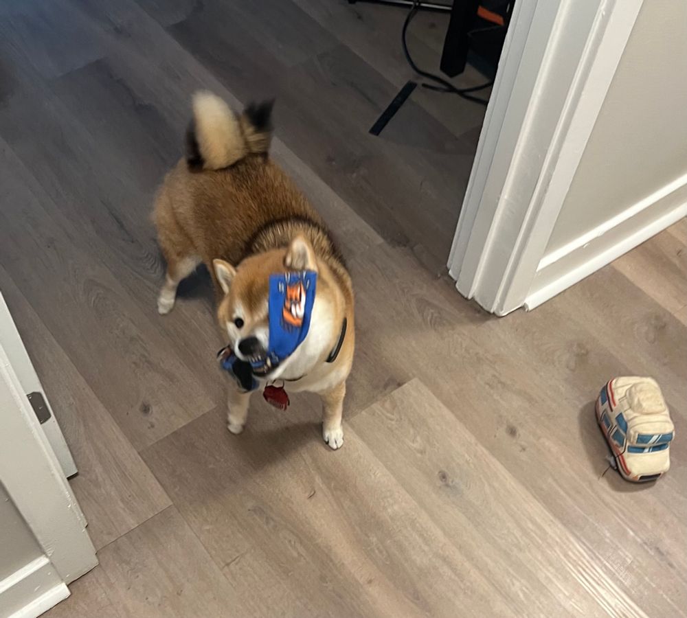 Apollo with a sock from https://wolf.stream/socks